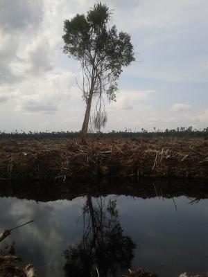  Bukti Kerusakan Hutan di Riau